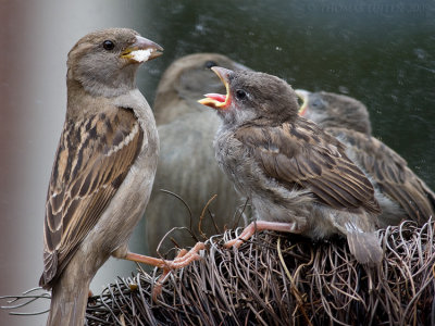 Huismus (Passer domesticus)