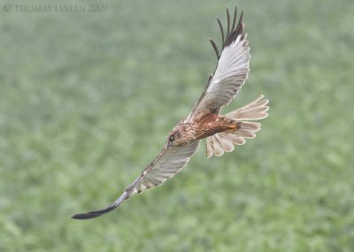 Bruine Kiekendief / Marsh Harrier