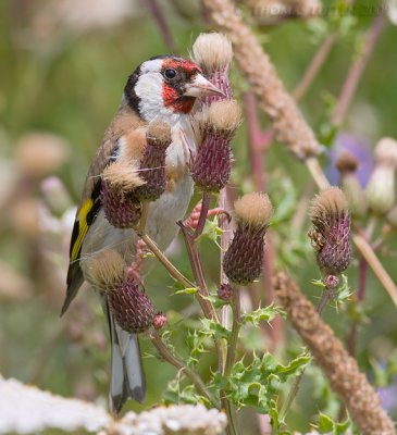 Putter / Goldfinch