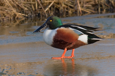 Slobeend / Shoveler