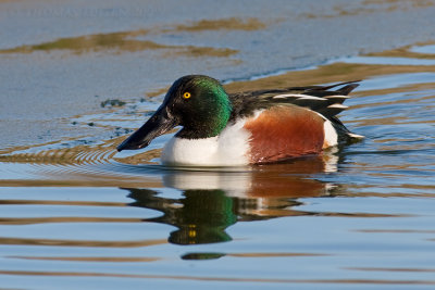 Slobeend / Shoveler