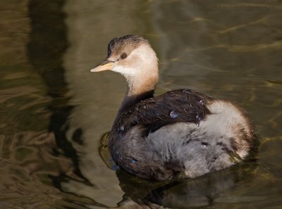 Dodaars (Tachybaptus ruficollis)