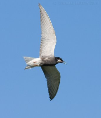 Zwarte Stern / Black Tern