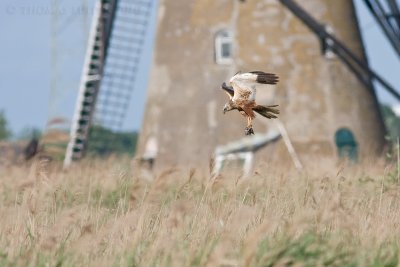 Bruine Kiekendief / Marsh Harrier