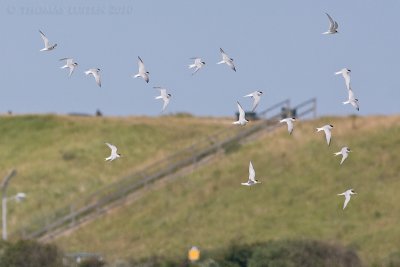 Dwergstern / Little Tern