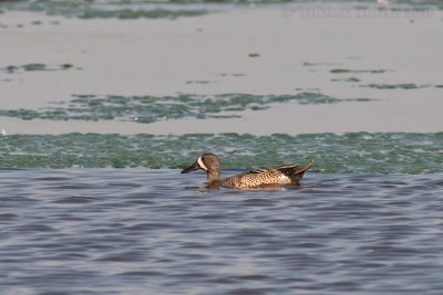 Blauwvleugeltaling / Blue-winged Teal