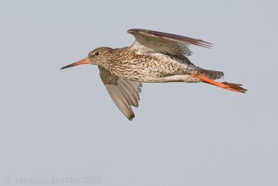 Tureluur / Redshank