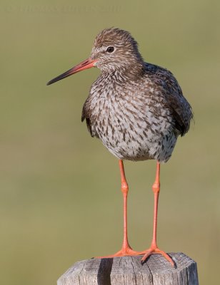 Tureluur / Redshank