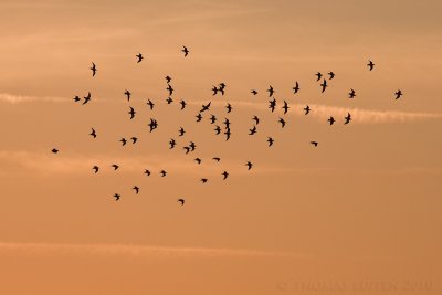 Tureluur / Redshank