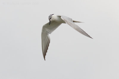 Lachstern / Gull-billed Tern