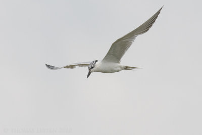 Lachstern / Gull-billed Tern