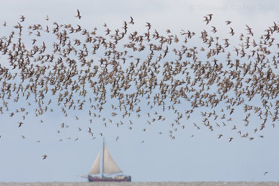 steltlopers / waders