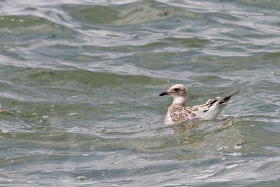 Zwartkopmeeuw / Mediterranean Gull