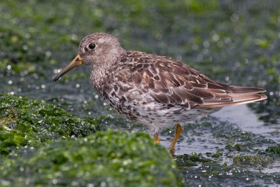 Paarse Strandloper / Purple Sandpiper