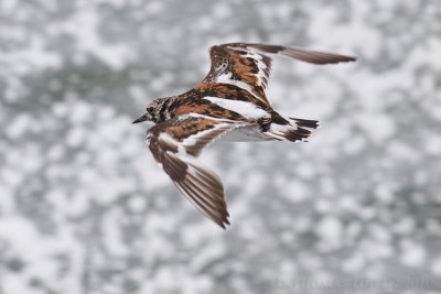 Steenloper / Turnstone