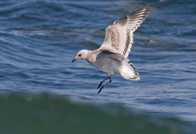 Zwartkopmeeuw / Mediterranean Gull