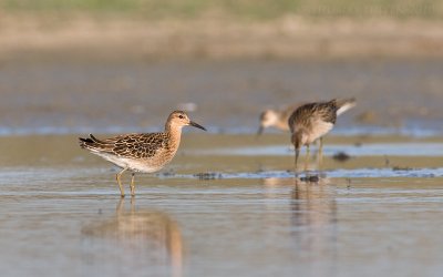 Kemphaan / Ruff