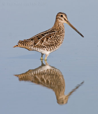 Watersnip (Gallinago gallinago)