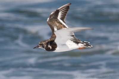 Steenloper / Ruddy Turnstone