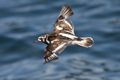 Steenloper / Ruddy Turnstone