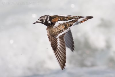 Steenloper / Ruddy Turnstone