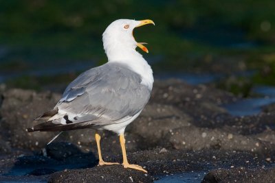 Geelpootmeeuw / Yellow-legged Gull