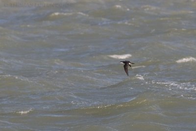 Noordse Pijlstormvogel / Manx Shearwater