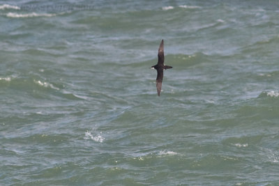 Noordse Pijlstormvogel / Manx Shearwater