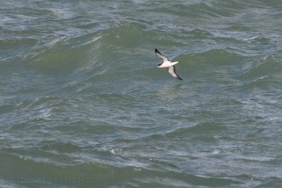 Noordse Pijlstormvogel / Manx Shearwater
