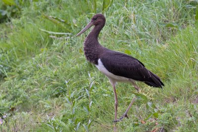 Zwarte Ooievaar / Black Stork