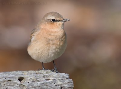 Tapuit / Northern Wheatear