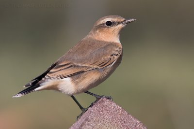 Tapuit / Northern Wheatear