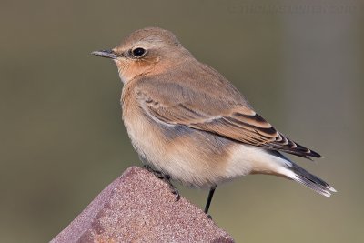 Tapuit / Northern Wheatear