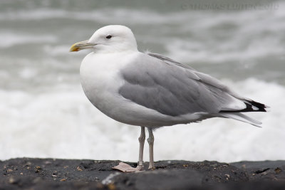 Pontische Meeuw / Caspian Gull