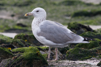 Pontische Meeuw / Caspian Gull