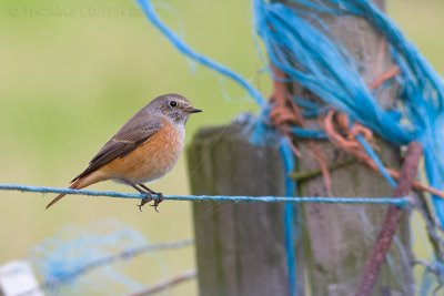 Gekraagde Roodstaart / Common Redstart