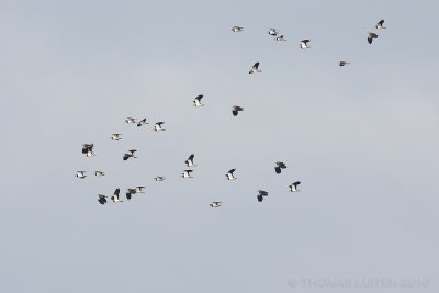 Kievit / Lapwing