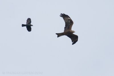 Zwarte Wouw / Black Kite