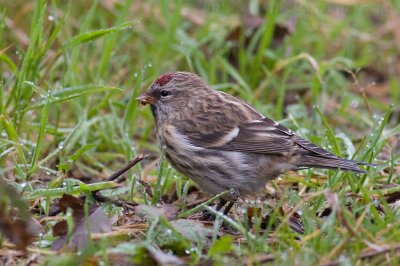 Kleine Barmsijs / Lesser Redpoll