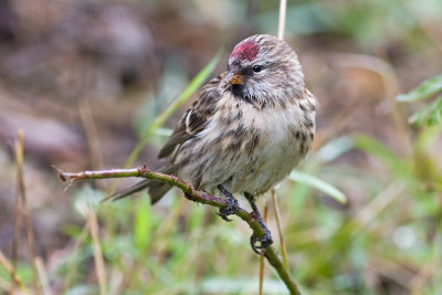 Kleine Barmsijs (Carduelis cabaret)