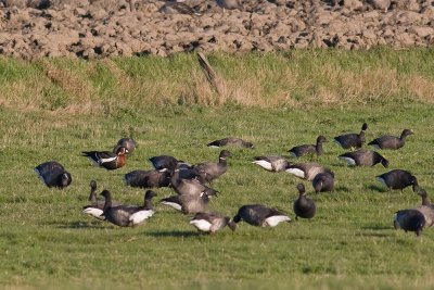 Roodhalsgans / Red-breasted Goose