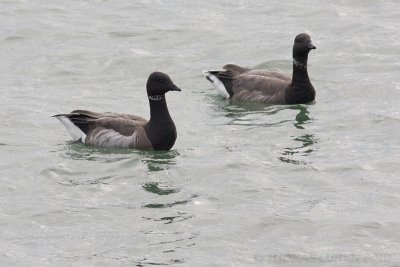 Witbuikrotgans / Pale-bellied Brent Goose