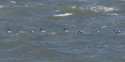 Zwarte Rotgans / Black Brant