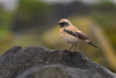 Woestijntapuit / Desert Wheatear