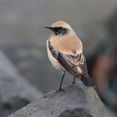 Woestijntapuit / Desert Wheatear