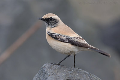 Woestijntapuit / Desert Wheatear