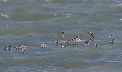 Roodhalsgans / Red-breasted Goose