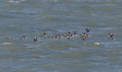 Roodhalsgans / Red-breasted Goose