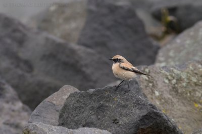 Woestijntapuit / Desert Wheatear