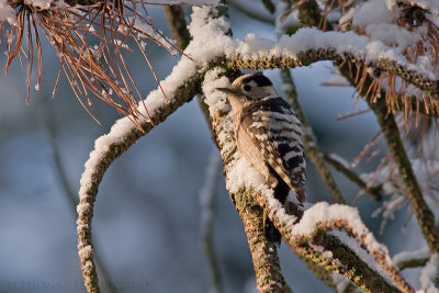 Kleine Bonte Specht / Little Spotted Woodpecker